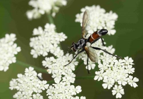 Réf. 188 977 : Cylindromyia sp.